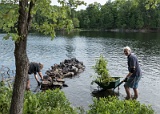 Transplanting some shore plants to the new "snake home"