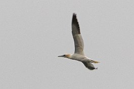 Gannet, Cape Breton Highlands, Nova Scotia