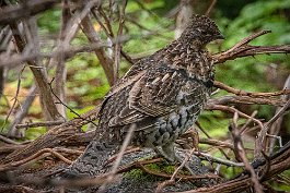 Ruffed grouse, Cape Breton Highlands, Nova Scotia