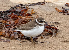 Semipalmated plover, Point Hood, Cape Breton, Nova Scotia