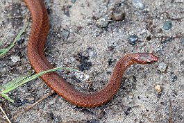 Red-bellied snake, Kejimkujik National Park Seaside, Nova Scotia