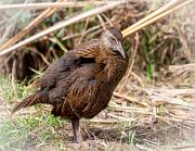 A friendly weka