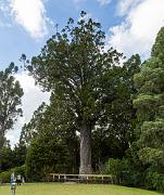 Kauri trees, Warkworth Museum