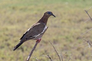 Peru2017 5D3 3836 2000