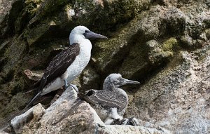 Peru2017 5D3 3961 2000