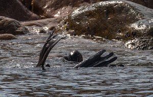 Peru2017 5D3 3965 2000