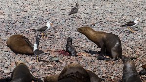 Sea lion moments after being born