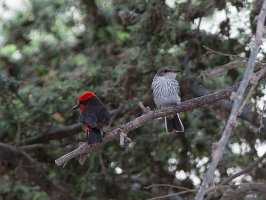 Vermilion flycatcher