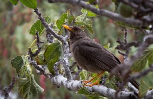 Peru2017 5D3 4392 2000