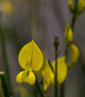 Peru2017 5D3 4516 2000