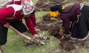 Planting the potatoes