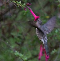 Peru2017 5D3 4614 2000