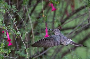 Peru2017 5D3 4615 2000