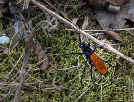 A taratula wasp