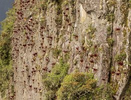 View from the Sun Gate. Vermillion bromeliad growing on the rock face.