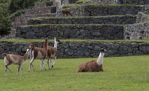 Peru2017 5D3 4877 2000