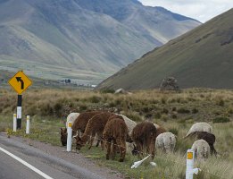 Peru2017 5D3 5038 2000