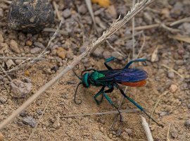 Peru2017 5D3 5049 2000