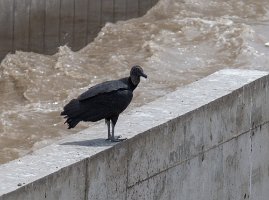 Black headed vulture