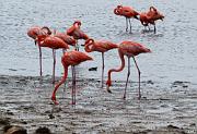 Flamingos, Lac Bay