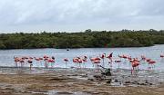 Flamingos, Lac Bay