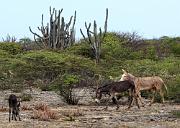 Feral donkeys, Lac Bay