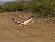 Flamingo, Lac Bay