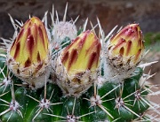 Katka's cacti, Letchworth, England