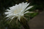 Katka's cacti, Letchworth, England