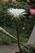 Katka's cacti, Letchworth, England