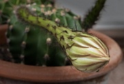 Katka's cacti, Letchworth, England