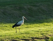 Stork - Jaroměřice nad Rokytnou, Czechia