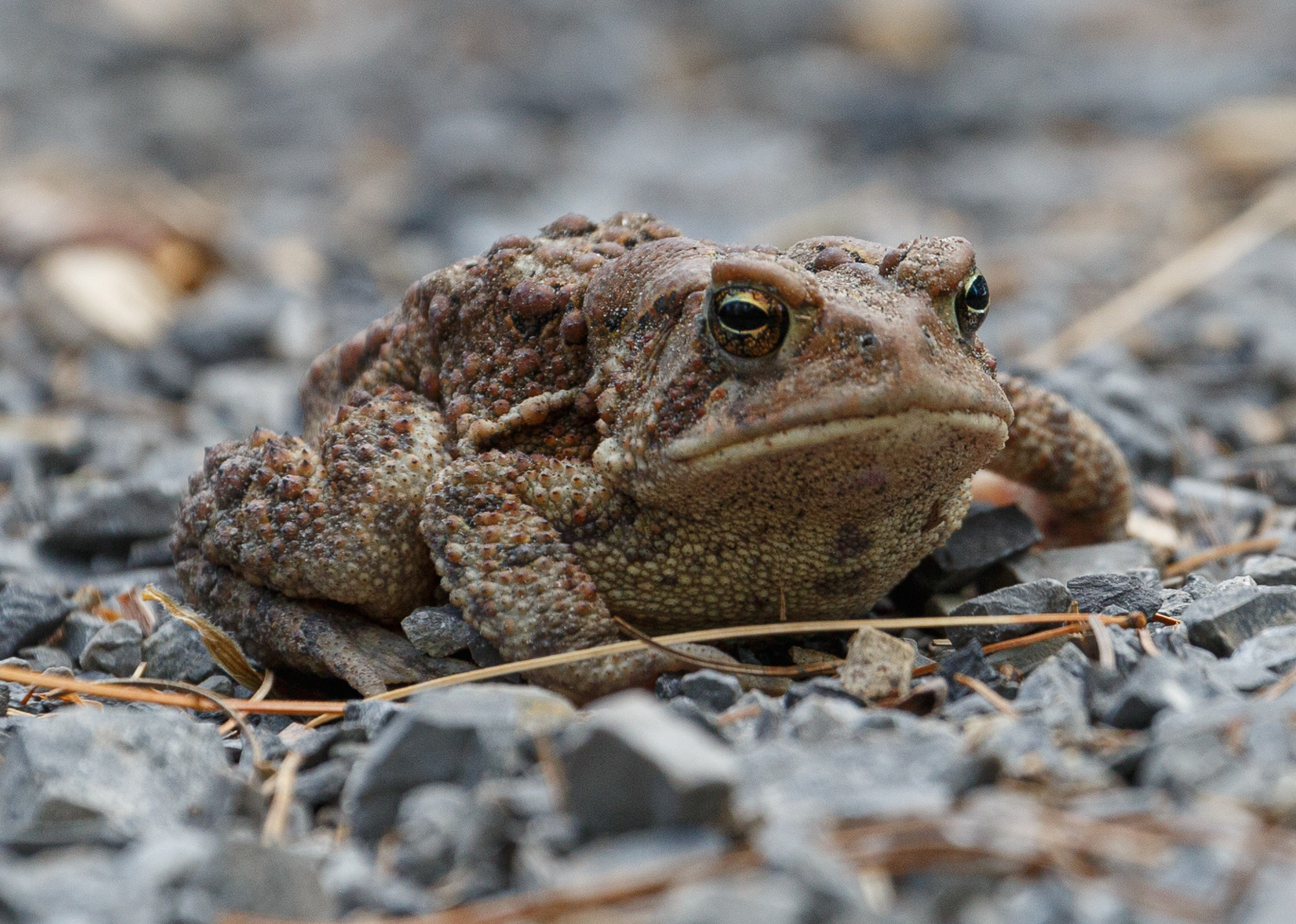 American toad (Anaxyrus americanus)