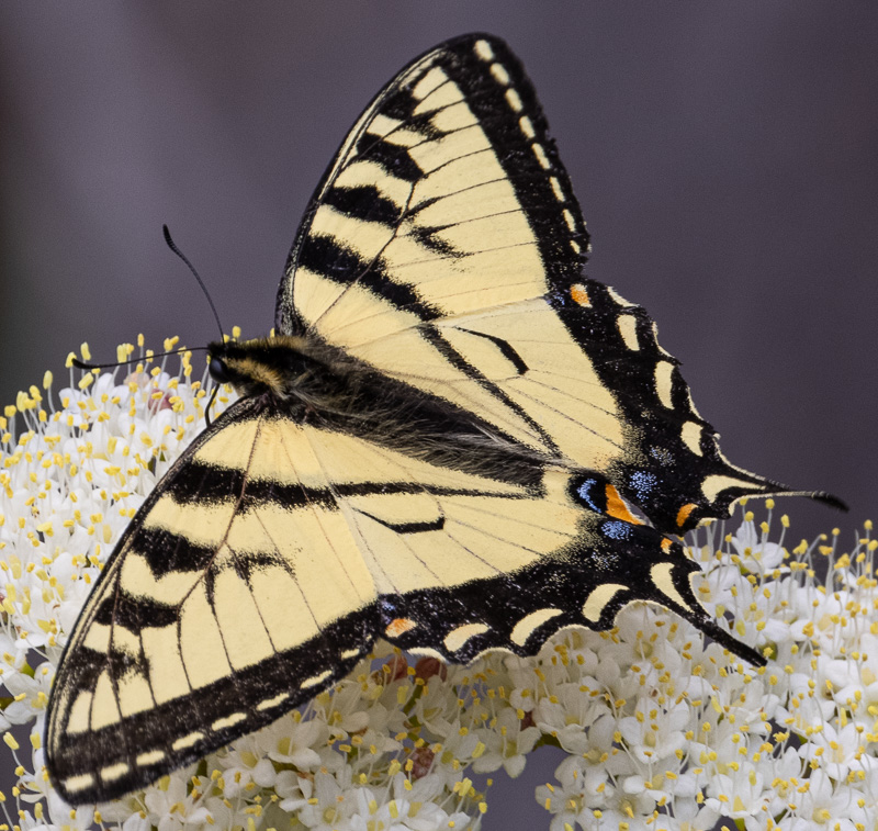 Canadian tiger swallowtail butterfly