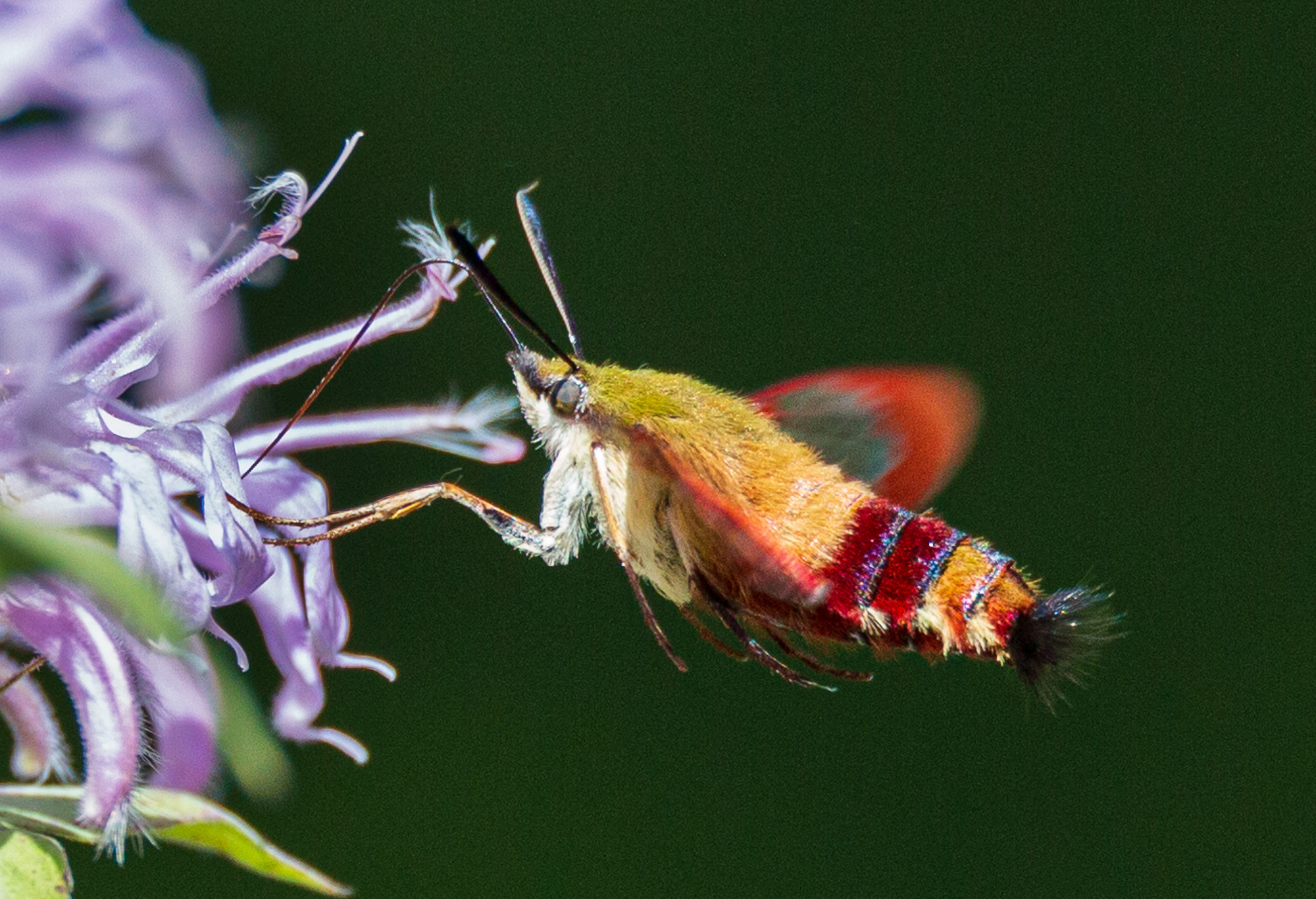 hummingbird clearwing