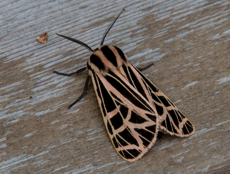 Virgin tiger moth
