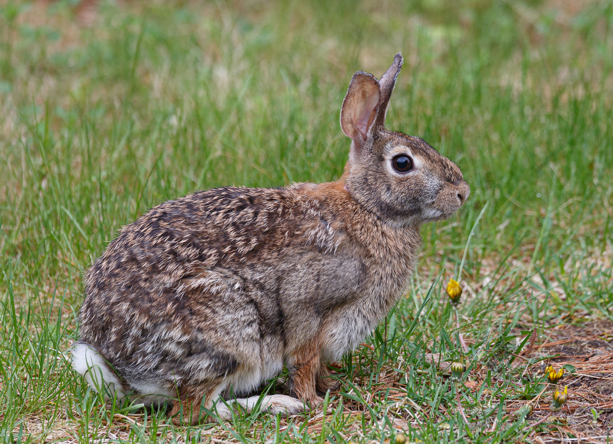 Eastern cottontail rabbit (Sylvilagus floridanus)