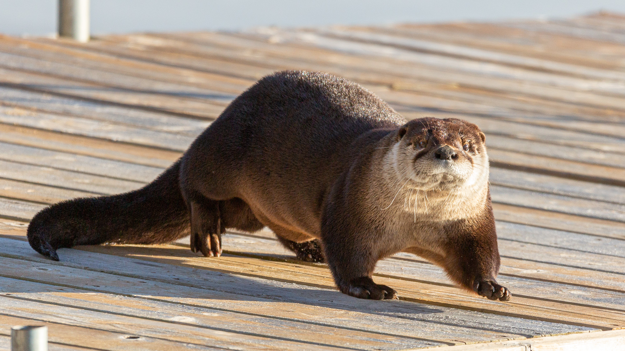 otter