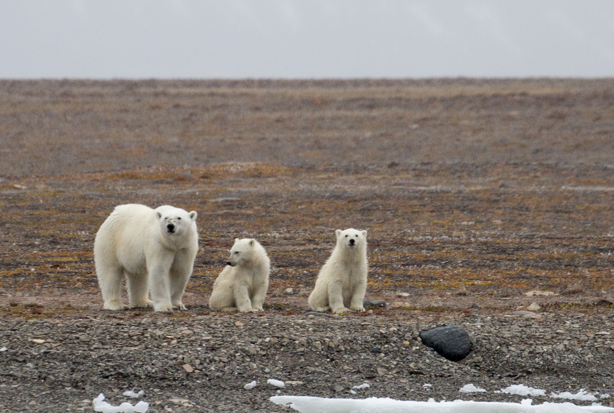 polar bear