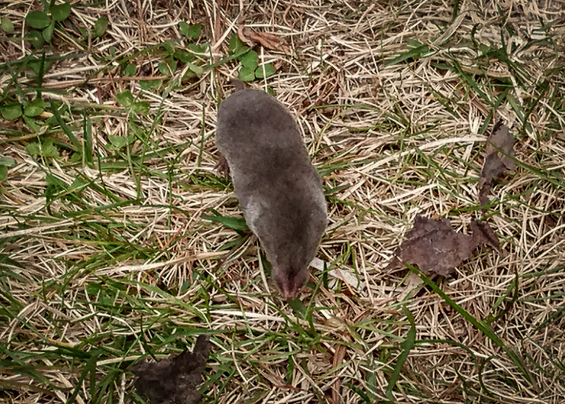 Northern short-tailed shrew