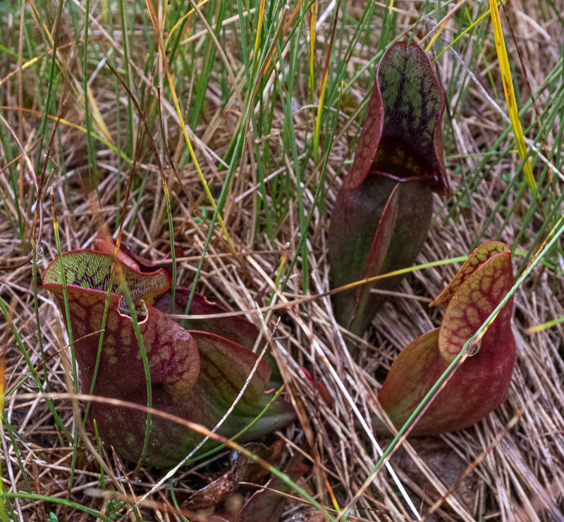 Purple pitcher plant