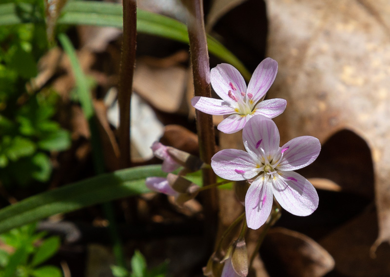 Narrow-leaved spring beauty