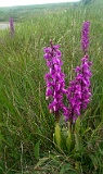 Early-purple orchid, on the downs near Beachy Head