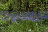 Bluebells, Abbots Wood