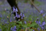 Bluebells, Abbots Wood