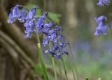 Bluebells, Abbots Wood